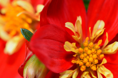 Dahlie - Preston Park_3.jpg